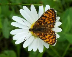Image result for Melitaea cinxia