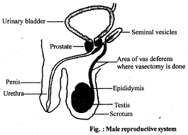 These diagrams represent 11 human organ systems and show some of their organs and functions. Ncert Solutions For Class 12 Biology Human Reproduction