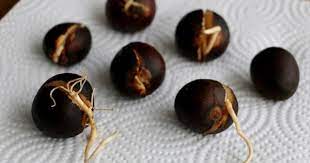Forget The Toothpicks This Is The Easy Way To Grow Avocado From Seed Avocado Plant Avocado Plant From Seed Grow Avocado