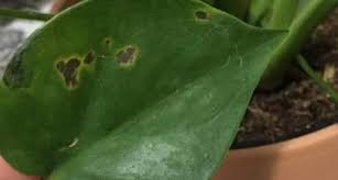Maybe you would like to learn more about one of these? 7 Reasons For Black Spots On Monstera How To Fix Them Sprouting Indoors