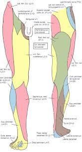 Nerve Map Of Leg Exactly What Is The Purpose Of The Peepee