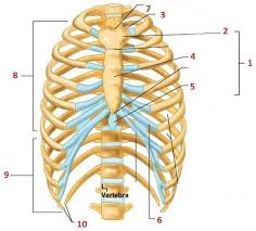 The complex of thoracic vertebrae, ribs, and sternum, which provides a firm support in reptiles, birds, mammals, and man for the pectoral girdle and makes possible the use of the. Rib Cage Diagram Quizlet