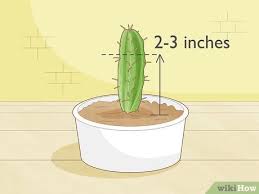 My myrtillocactus geometrizans cactus needs a restart. 4 Ways To Propagate A Cactus Wikihow