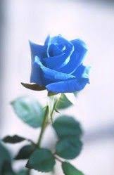 Real Black And Blue Flowers Real Life Black Blue Roses Not A Fantasy Blue Rose Meaning Blue Roses Flowers