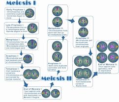 We did not find results for: Cells Alive Worksheet Answer Key New File Meiosis Wikimedia Mons Cells Worksheet Meiosis Biology Worksheet