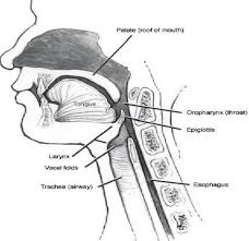 Image result for Swallowing