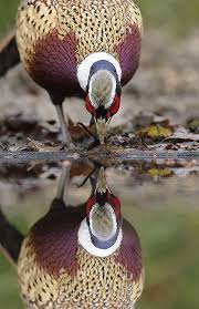 Ring Necked Pheasant Guzel Kuslar Rengarenk Kuslar Hayvan Resimleri