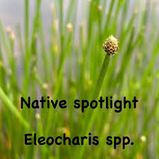 Image result for Eleocharis naumanniana