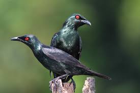 Maybe you would like to learn more about one of these? Suara Burung Cucak Keling Yang Melengking Burung Kicau Mania