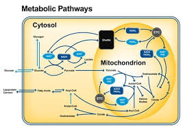 Objective 1 Cell Metabolism Mrs Es Biology Site