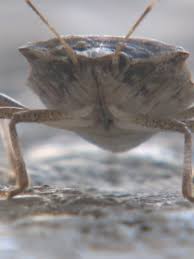 Provides commercial, residential and institutional pest management for thousands of customers. Stop The Stink Bugs Wrgt
