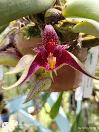 Image result for Bulbophyllum X chikukwa