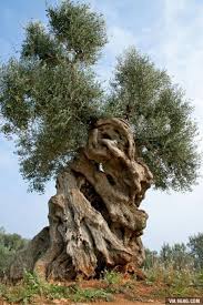 1001 Ideas For Amasing And Simple Diy Candles In 2020 Olive Tree Weird Trees Twisted Tree