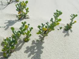 Image result for Zygophyllum