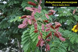 Image result for Peltophorum pterocarpum