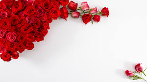 Beautiful purple and pink rose flower. Red Rose Flower Background 3840x2160 Wallpaper Teahub Io