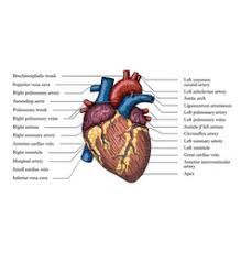 Anatomical Heart Vector Images Over 3 500 648 x 900 jpeg 73 кб. vectorstock