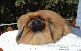 This coloring page was published on 01/12/2014 in the category: Colour And Markings In The Pekingese Colores Y Marcas En El Pekines Lion Dance Criadero De Pequines Pekingese Kennel