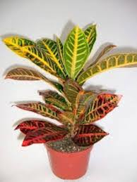 Image result for Codiaeum