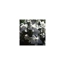 Image result for Wahlenbergia capitata