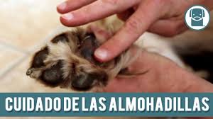 Como Evitar Que Los Perros Se Quemen Las Patas Cuidado De Las Almohadillas Youtube Las almohadas son esa parte blanda que, en humanos, es. como evitar que los perros se quemen las patas cuidado de las almohadillas