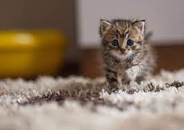 Funny Cat Desktop Wallpapers Wallpaper Cute Cat Wallpaper Cat Wallpaper Cute Cats