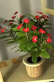 Image result for Euphorbia whellanii