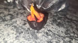 Image result for Anisophyllea boehmii