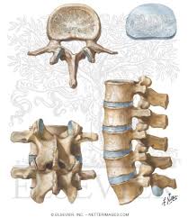 Image result for Lumbar vertebrae