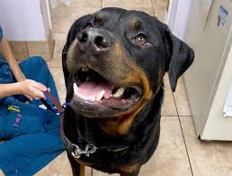 Check out the american veterinary medical association's list of accredited veterinary colleges for a location near you. Clearwater Pet Dentists Dog Teeth Cleaning