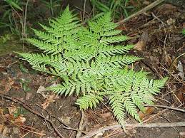 Image result for Dennstaedtiaceae