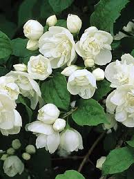 Check spelling or type a new query. Philadelphus Virginal Mock Orange Wedding Dress Beach Boho Re Pinned By Www Huttonandhutton Co Uk Huttonandhutton White Gardens White Flowers Flowers