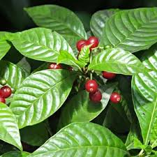 Image result for Psychotria moninensis