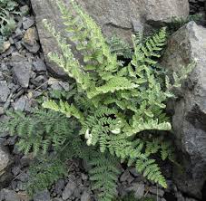 Image result for Cheilanthes involuta