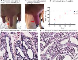 Stream tracks and playlists from pang cl on your desktop or mobile device. Frontiers Genome Wide Dna Methylation Analysis Of Mammary Gland Tissues From Chinese Holstein Cows With Staphylococcus Aureus Induced Mastitis Genetics