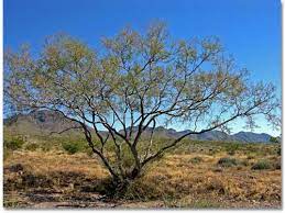 Acacia, (genus acacia), genus of about 160 species of trees and shrubs in the pea family (fabaceae). Whitethorn Acacia Desertusa