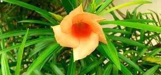 Image result for Cascabela thevetia