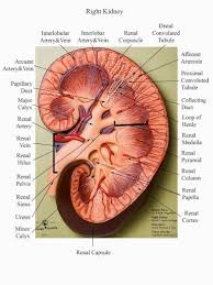 Pin By Vo0rpret On School Stuff Kidney Anatomy Physiology Lymphatic System Anatomy