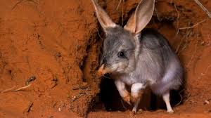 Predator animals need the flesh of the animals that they kill to survive. Fear The Cats Bold Project Teaches Endangered Australian Animals To Avoid Deadly Predator Science Aaas