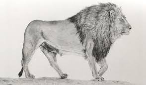 Realistic Pencil Drawing Of A Lion Pencil Drawings Pencil Drawings Of Animals Animal Drawings Sketches