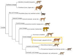 «would you rather live 70 years as a lamb or 30 years as a lion? About Mountain Lions Mountain Lion Foundation