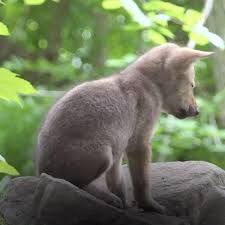 Endangered Red Wild Wolves Can Be Saved Video Cute Baby Animals Cute Animals Animals