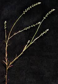 Image result for Polygala usafuensis