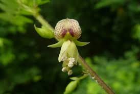 Image result for Ormocarpum schliebenii