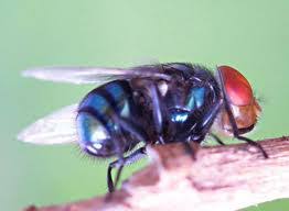 Musholla Rapi Online Sistem Pernapasan Khusus Pada Serangga