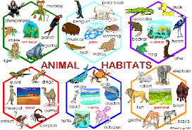 Healthy Habitats Animal Habitats Habitat Activities Habitats Projects
