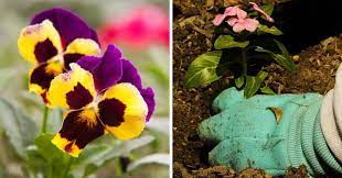 This hedge plant grows about 30 cm to 60. Fast Growing Flowers 9 Quick Wins For A Blooming Garden