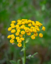 Image result for Stoebe vulgaris