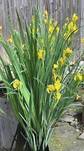 Image result for Iris pseudacorus