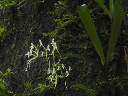 Image result for Angraecopsis gracillima